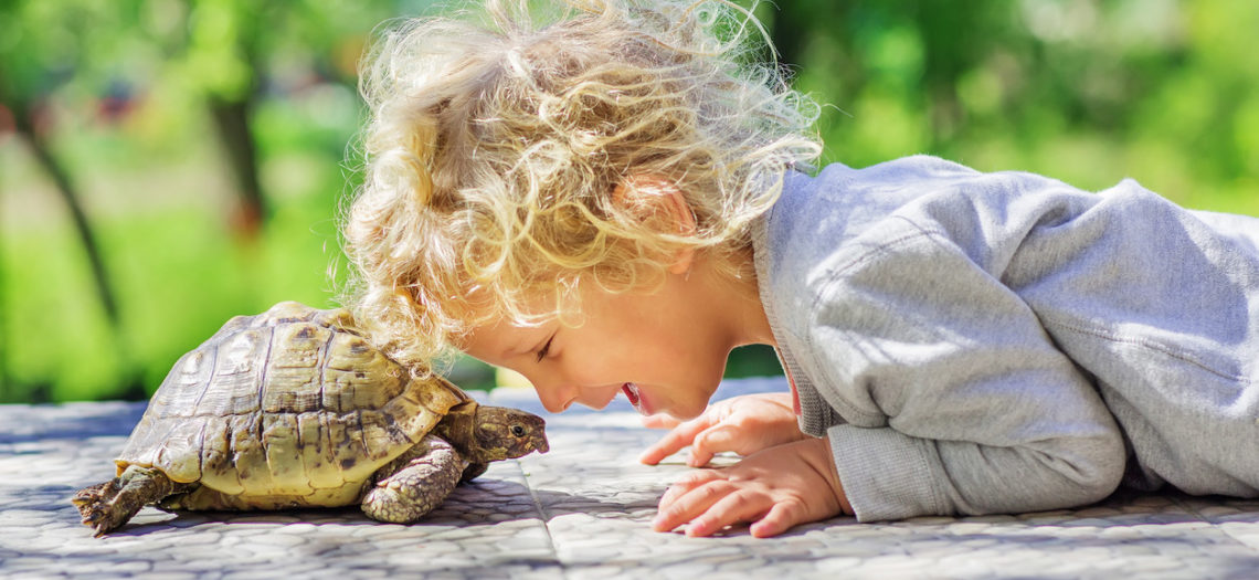 La técnica de la «tortuga» para aprender a controlar los impulsos