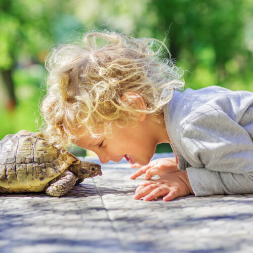 La técnica de la «tortuga» para aprender a controlar los impulsos